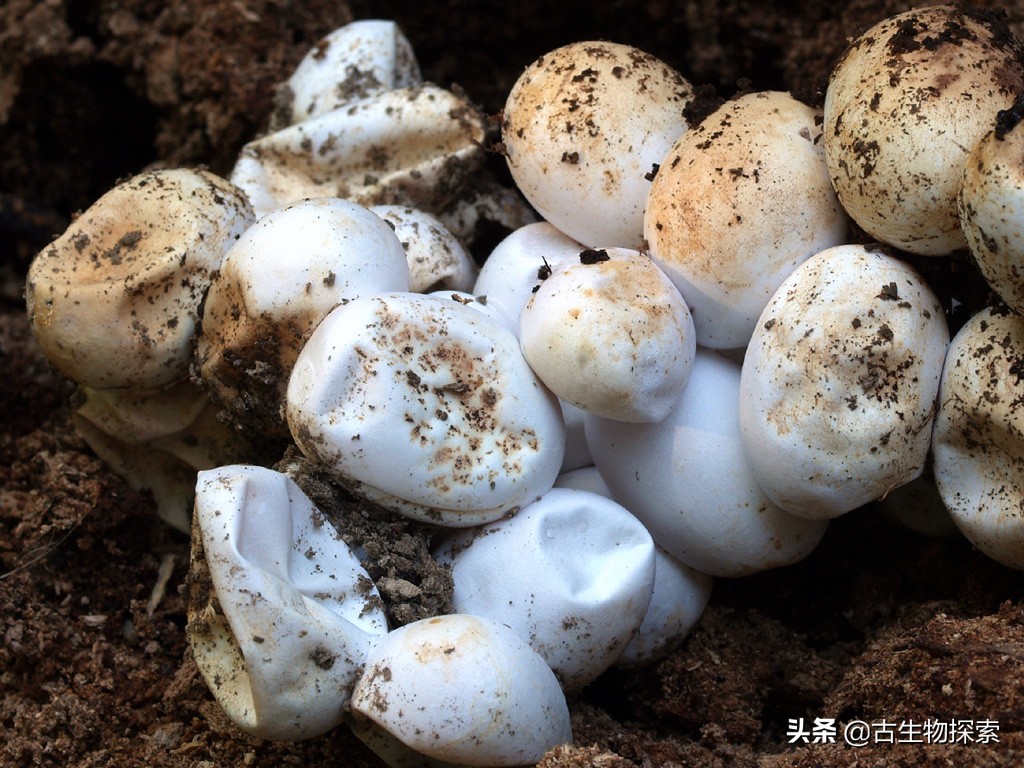 蛋蛋千变万化，就连哺乳动物都生蛋！