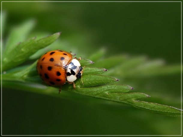 瓢虫是甲虫吗,瓢虫与甲虫形态的主要区别