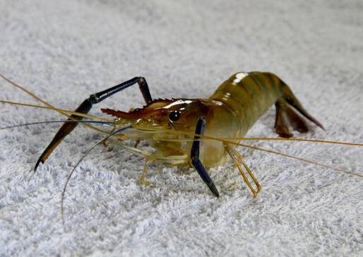 河虾怎么清洗和煮,河虾怎么清洗放冰箱冷藏