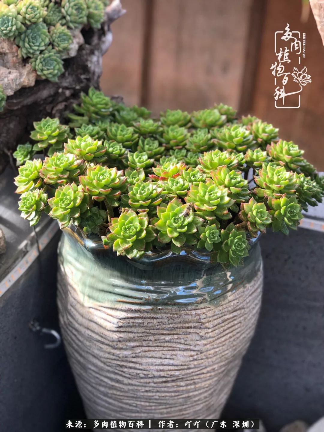 涓冨僵浜戝崡澶氳倝,浜戝崡澶氳倝涔嬫梾