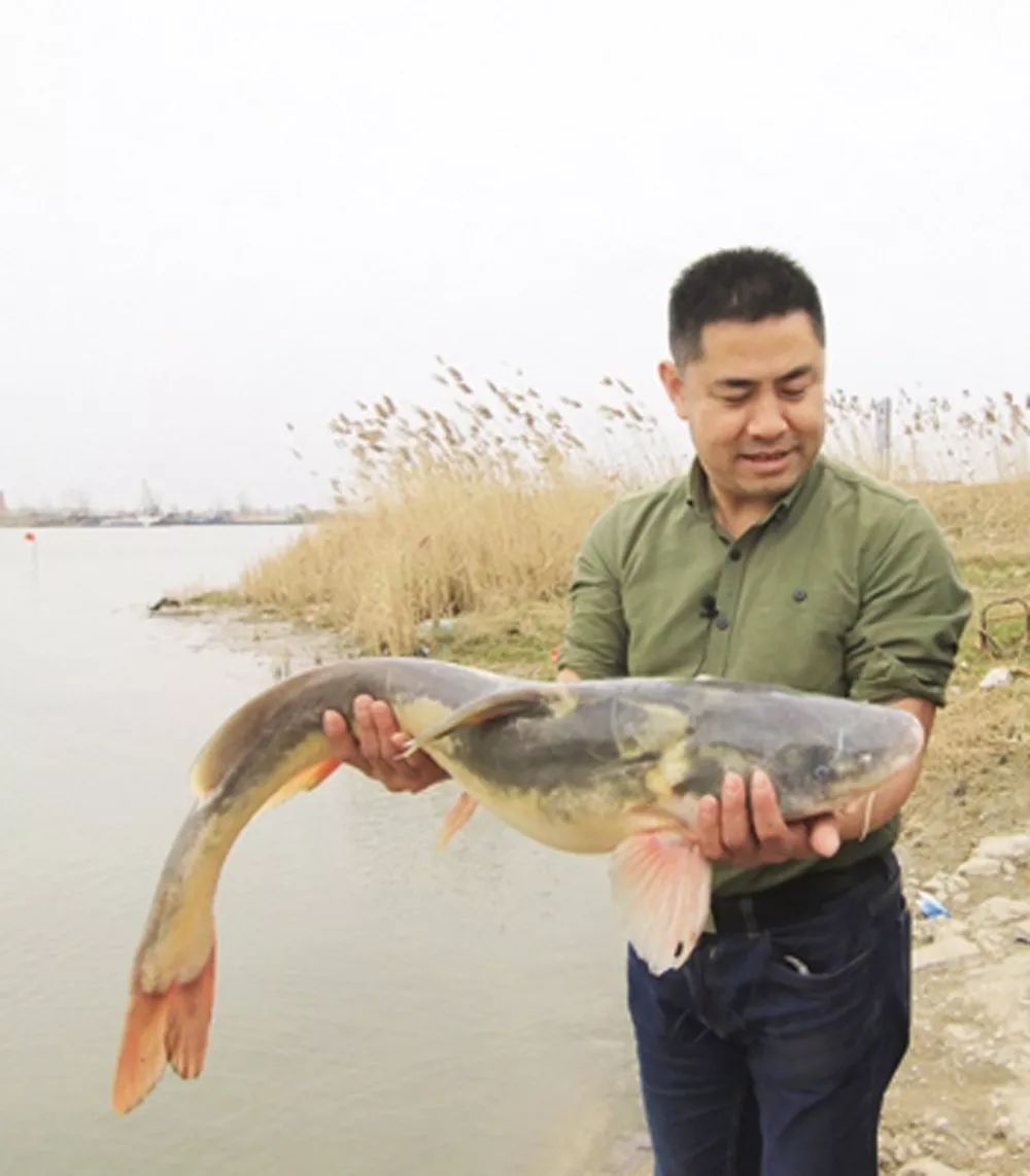 世界十大凶猛淡水鱼类,顶级淡水鱼类