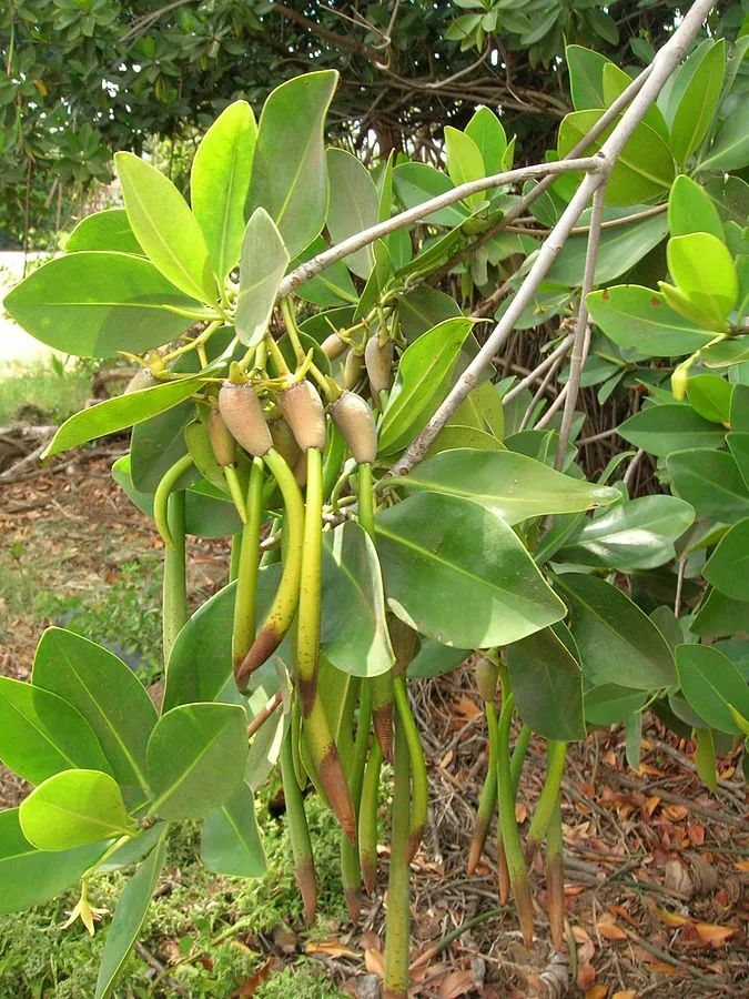 当别的种子匆匆离家，这些种子却在妈妈身上发芽