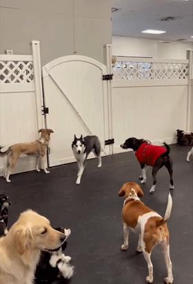 我家狗子被日托所开除了，哈哈哈哈哈笑喷了