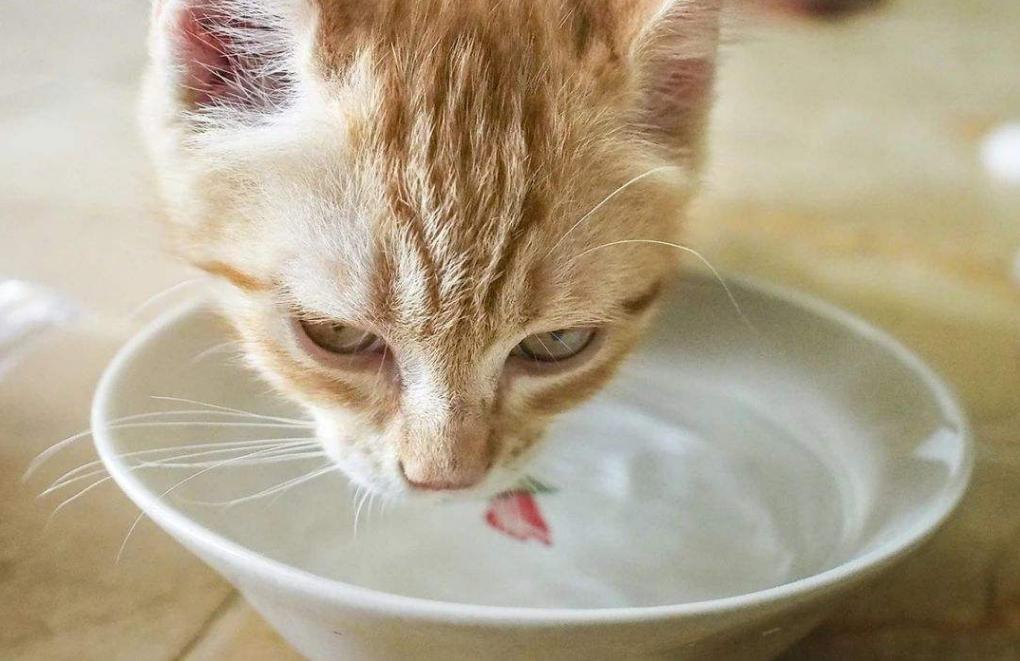 猫怎么预防尿结石,猫尿结石可以服用肾石通颗粒吗