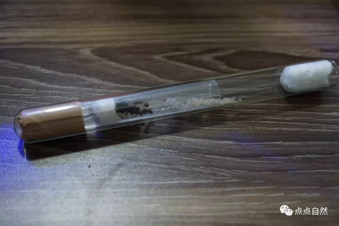 宠物蚂蚁基础知识,宠物蚂蚁怎么养新手教程