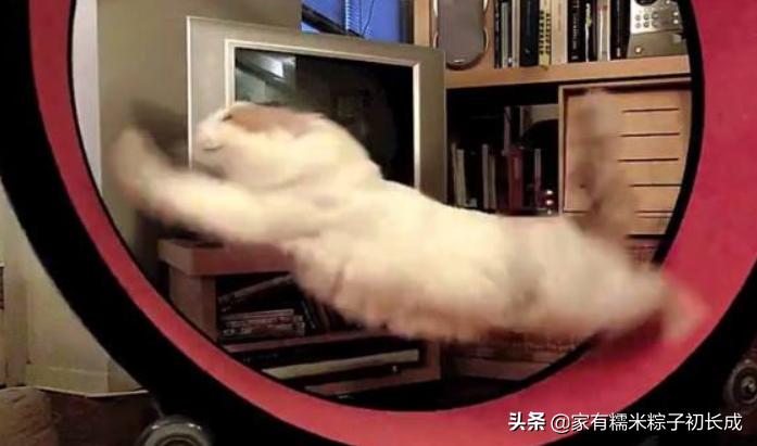 猫咪最怕吃什么东西,猫咪饮食喂猫常见的六种错误