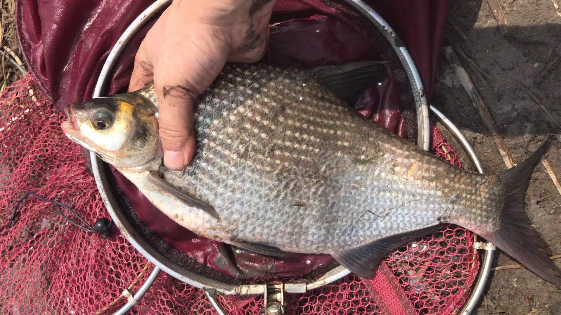 又是一年鳊鱼季，详解长江鳊鱼习性特点，你和高手间仅差一颗玉米