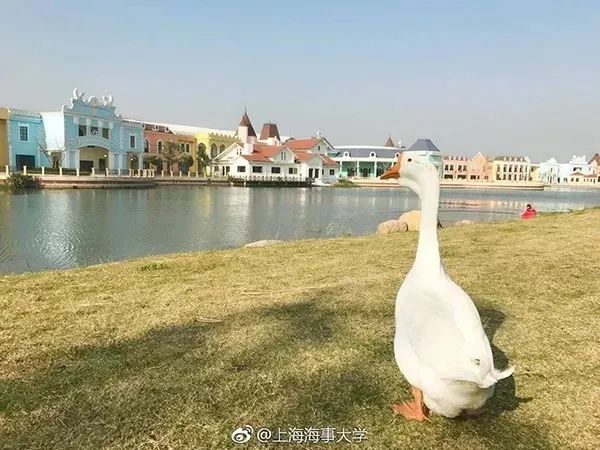 上海可以一路玩下来的地铁线,上海最新41条地铁