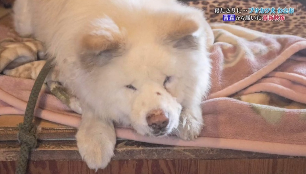 日本网红狗狗去世,日本狗死了