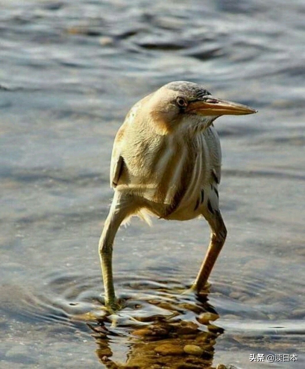 沙雕手办日本小哥,日本沙雕手办小哥哥