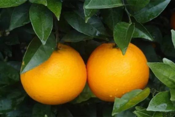 哪个地方出产的橙子最好吃,现在哪里的橙子最好吃