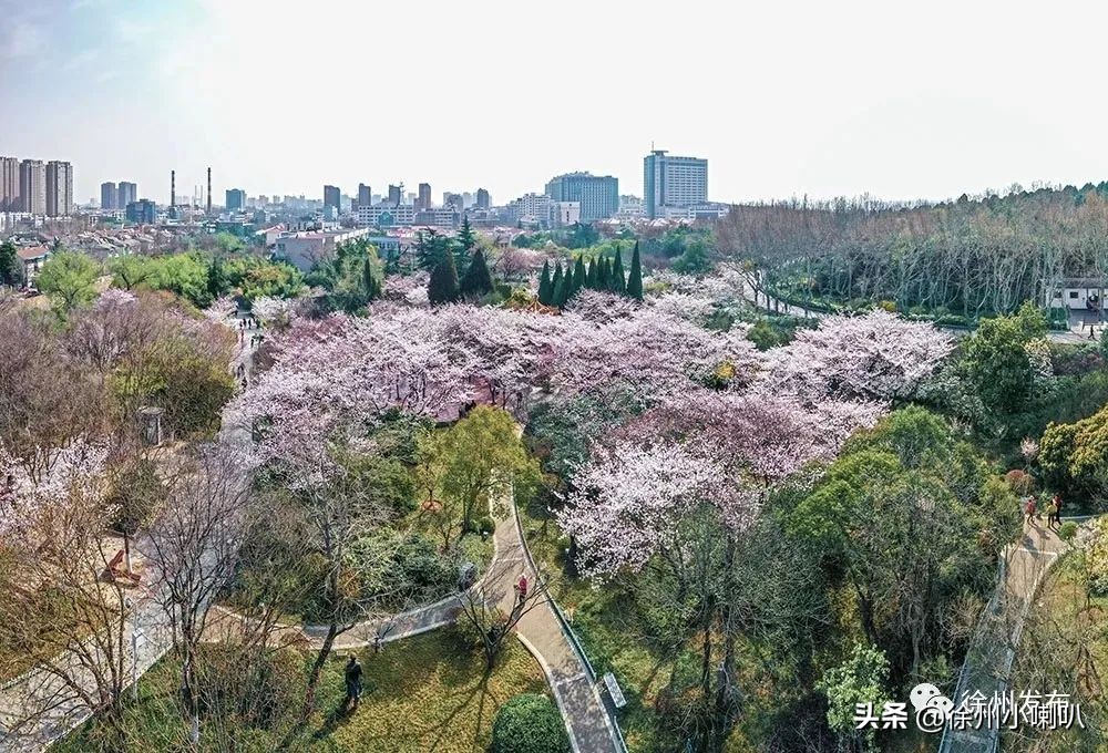 徐州彭祖园樱花节几号开始,徐州彭祖园樱花树开的太美了