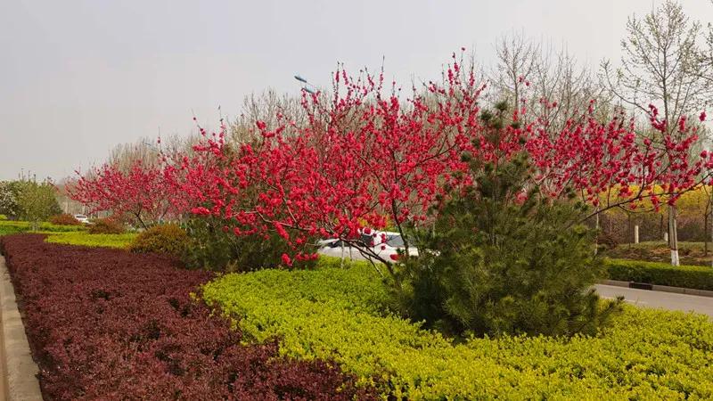 花团锦簇的峰峰是怎样炼成的？是时候告诉你真相了