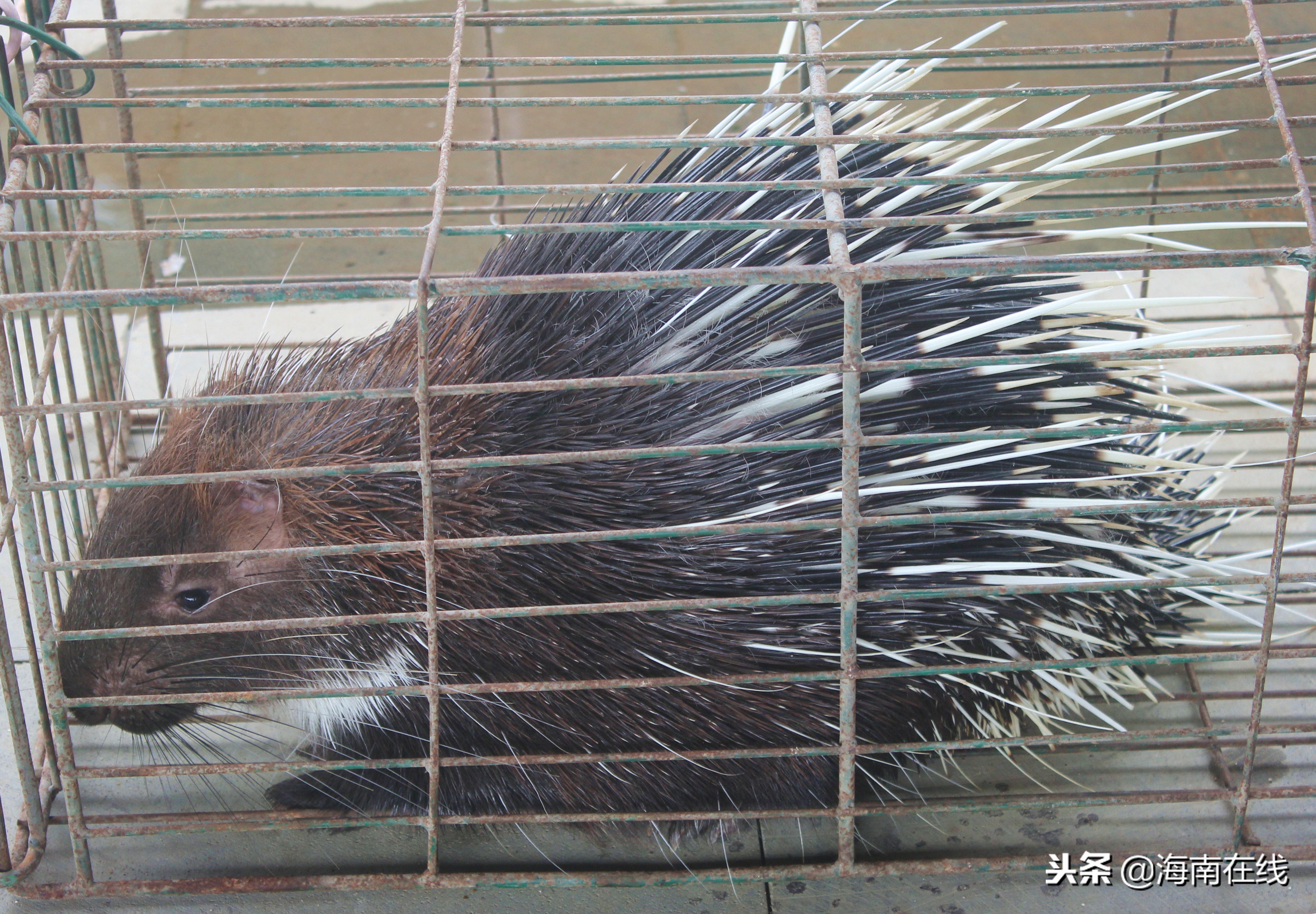 覃塘网红打卡地五指山,五指山风景区攻略