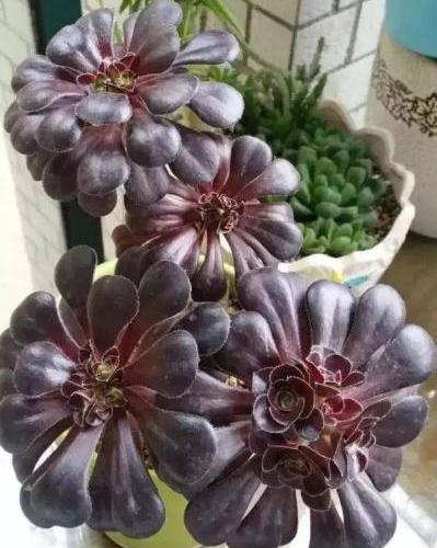 黑法师砍头后侧芽都开花了,黑法师太高了如何砍头