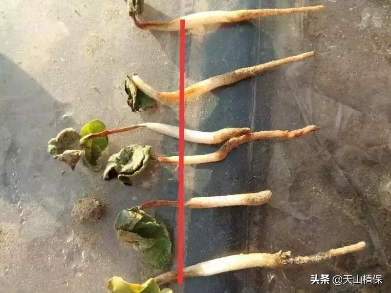 棉苗枯萎病现在应该怎么办,棉苗黑根死苗怎么处理