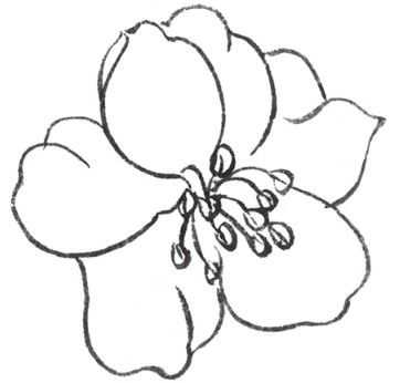 牡丹切瓣花国画画法,国画山茶花花瓣画法