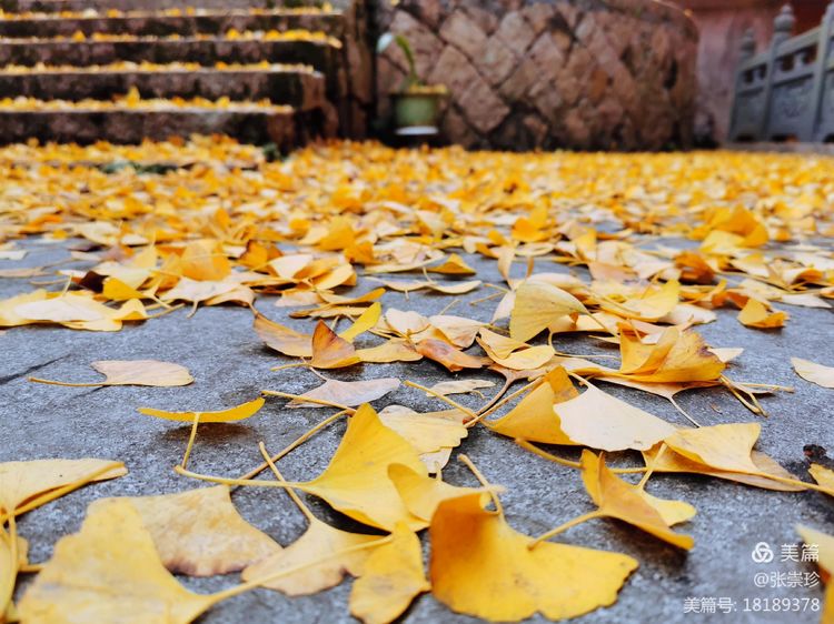 温州茶山五美园的故事,温州茶山五美园