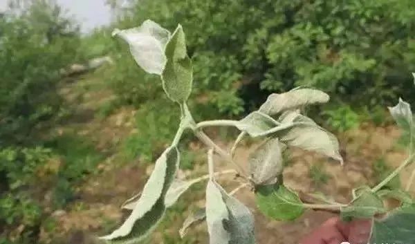 白化病的种类及图片,白化病常识图片大全