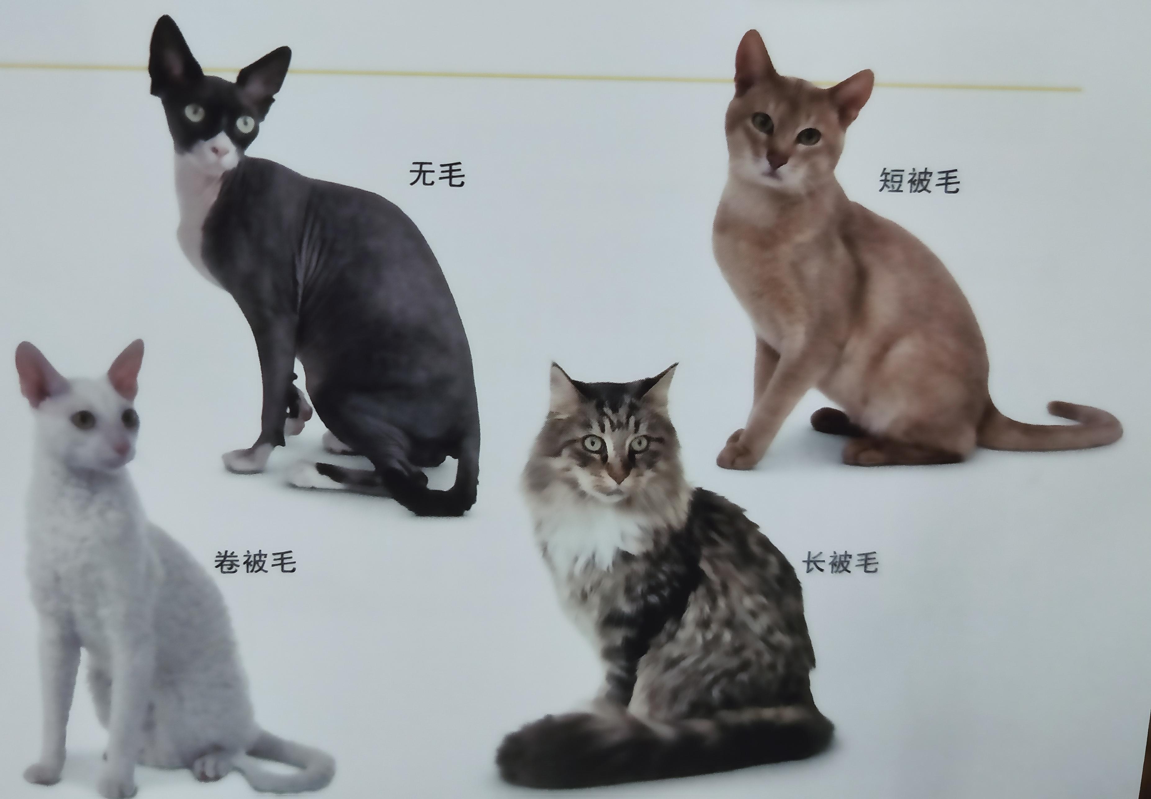 有些人家里养了非常多的猫咪,很多人都养猫咪的原因