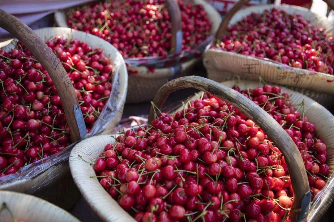 烟台樱桃减产严重吗,大樱桃减产