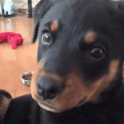 超级可爱呆萌的小奶狗,全种类小奶狗超萌合集