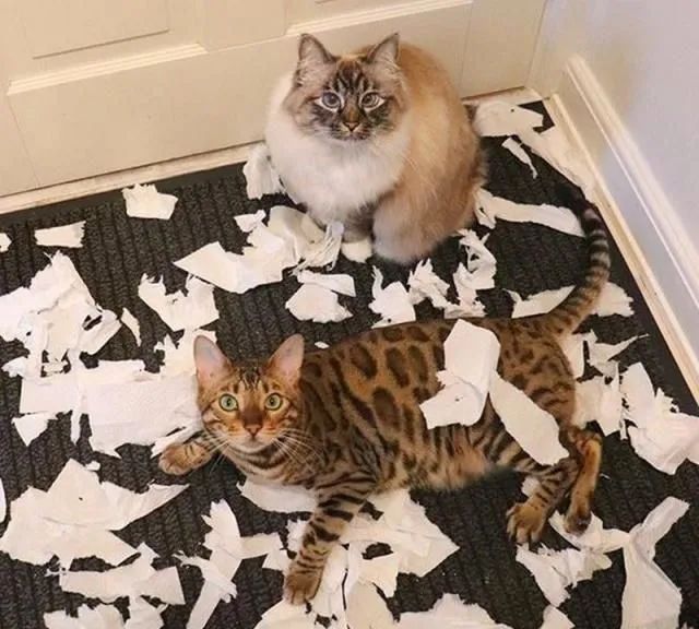 猫咪在电饭煲上拉臭臭，差点把铲屎官气晕在厕所