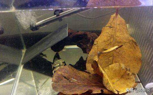 如何使用小苏打调节鱼缸酸碱度,调节鱼缸酸碱度的树叶