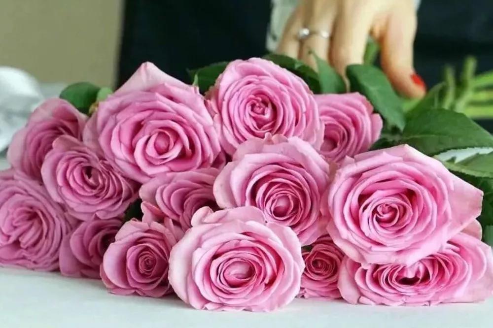 花店必备的5款玫瑰,鲜花图鉴一次性认识30种玫瑰花