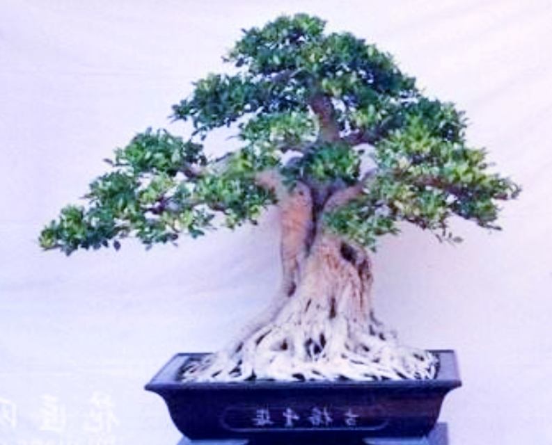 小根榕树盆景制作,榕树怎么盘根好看