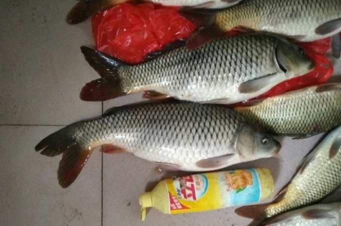 天热蓝鲫大板鲫,天热钓鲫鱼用腥还是香