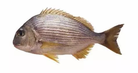 目前最顶级的海鲜鱼,世界上最顶级的海产鱼类