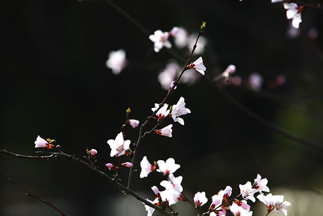 安国医院：寻常好景时时有，人间最美三月天。