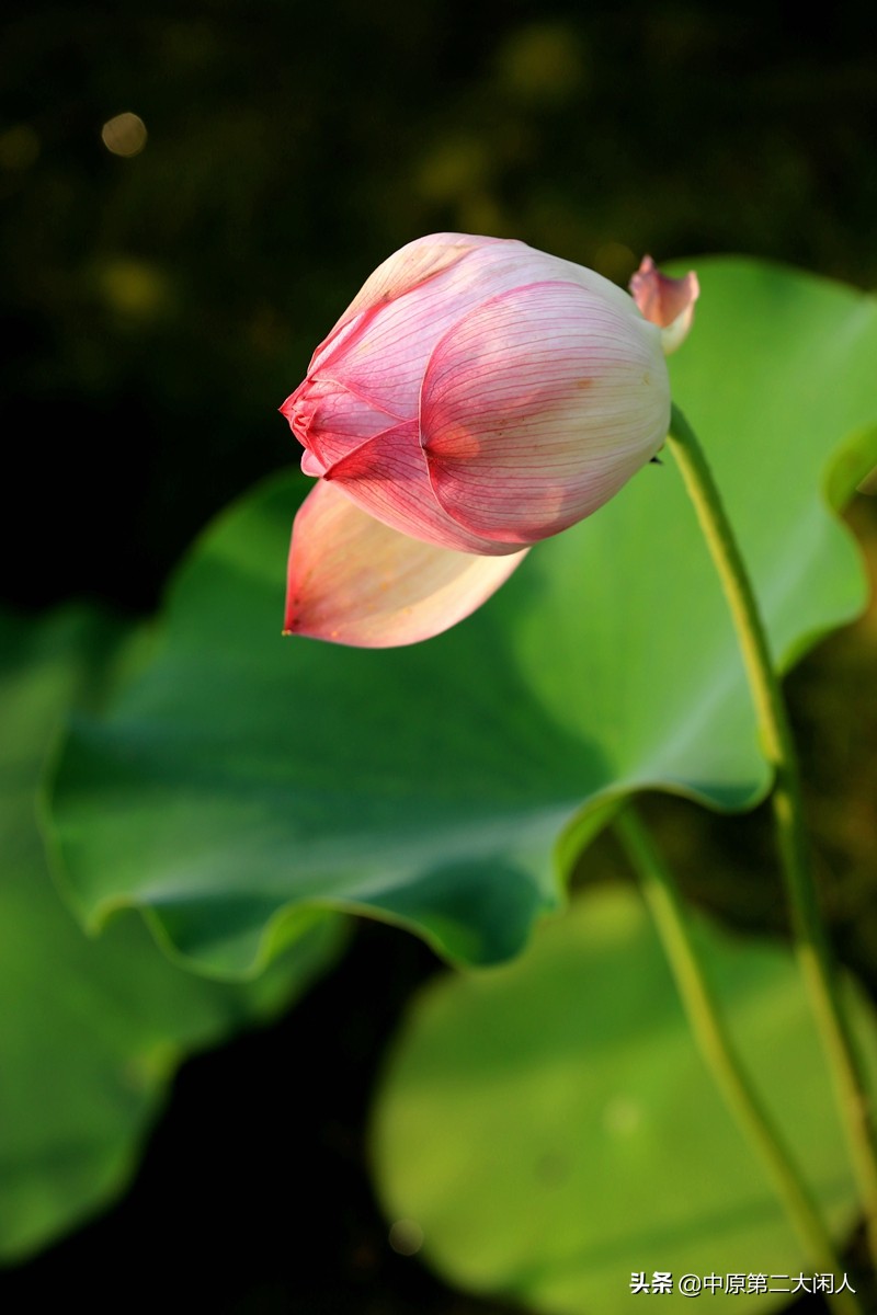 郑州中牟县雁鸣蟹岛,河南郑州市中牟雁鸣蟹岛景区