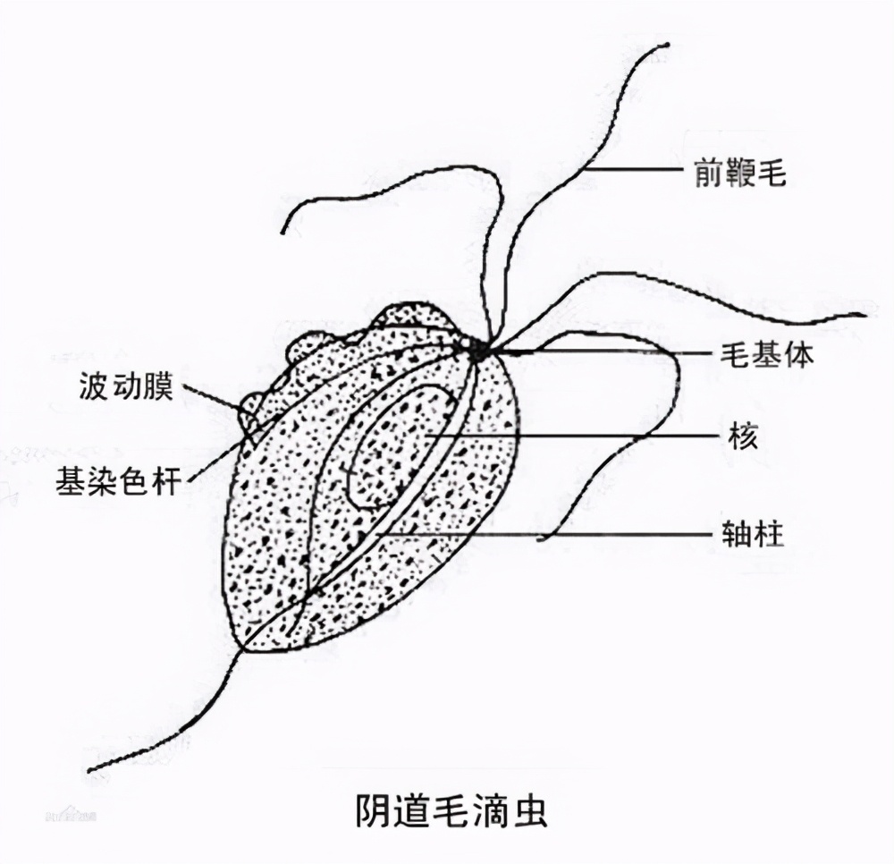 男性尿道炎合并什么疾病,男性尿道炎和肾病有关系吗