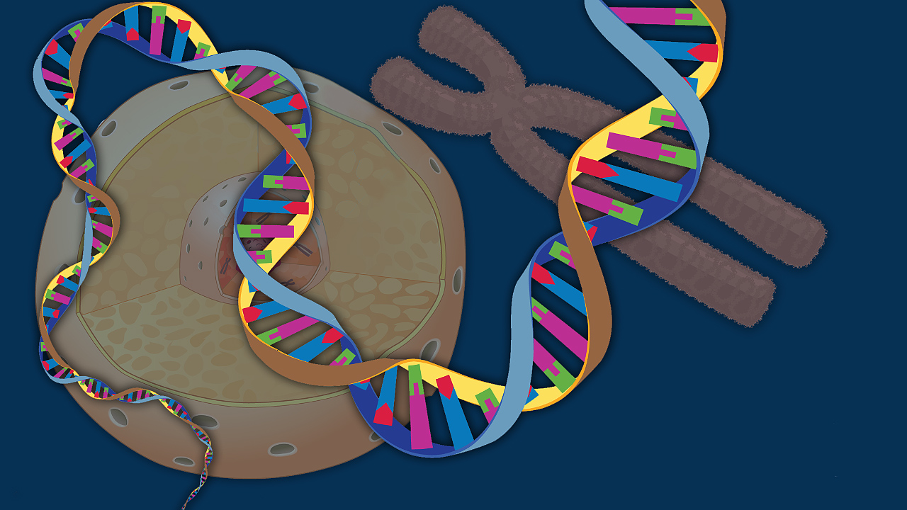 为什么动物雌性多,动物中雄性与雌性谁寿命更长