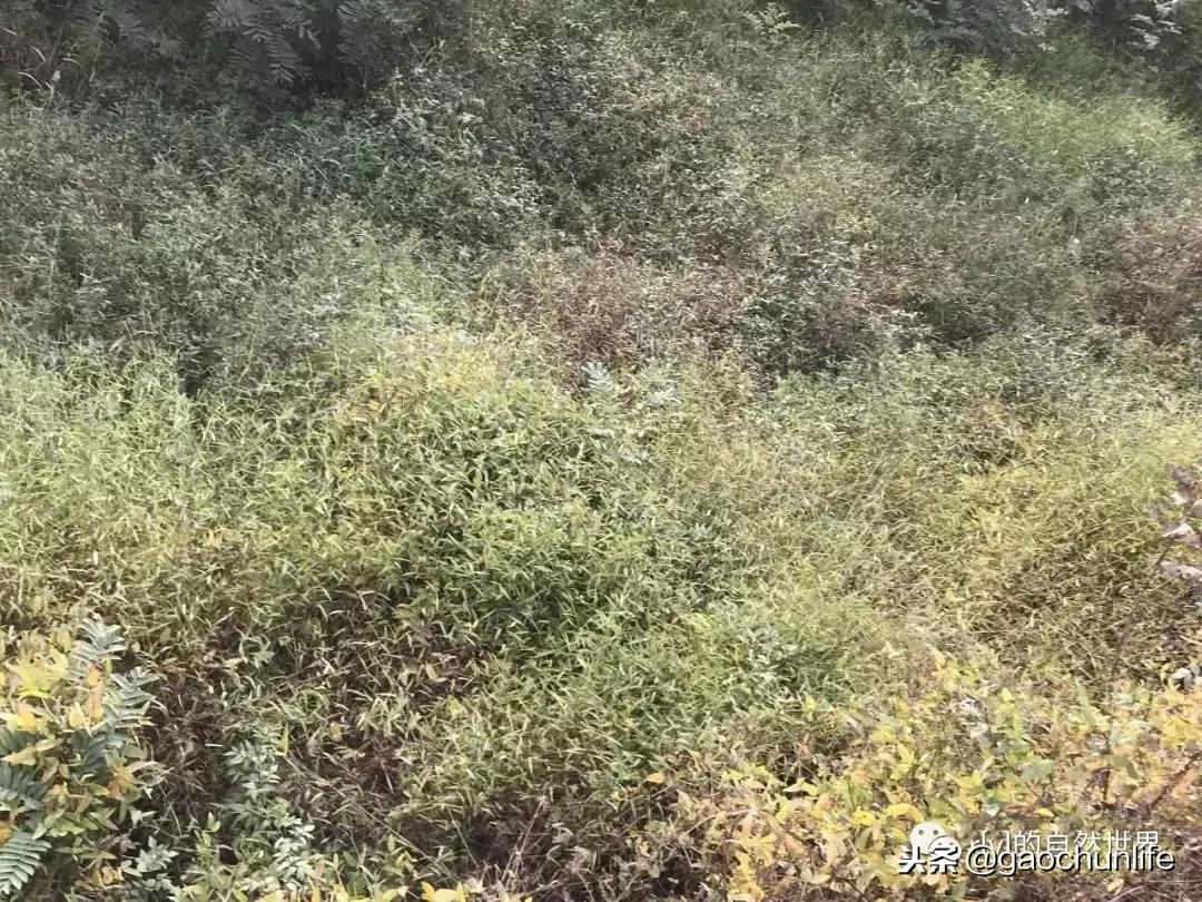 大草龟和小草龟谁好养,变异草龟和草龟的区别