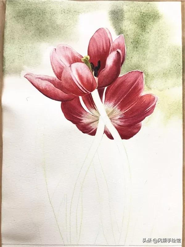 怎么用水彩笔画郁金香教程,粉色水彩郁金香怎么画图片