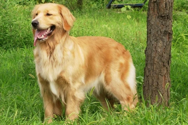 金毛毛短怎么回事？为啥我家金毛毛长不长，这些冷知识不可忽略