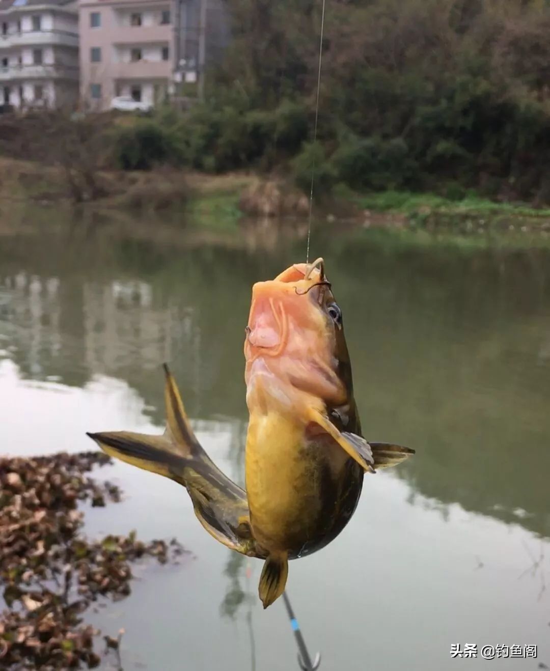 黄颡鱼适应什么钩最好,串钩钓黄颡最佳的方法