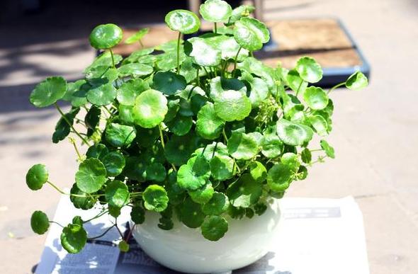 盆栽花灌根施肥的正确方法,怎样使盆栽花卉多发新根