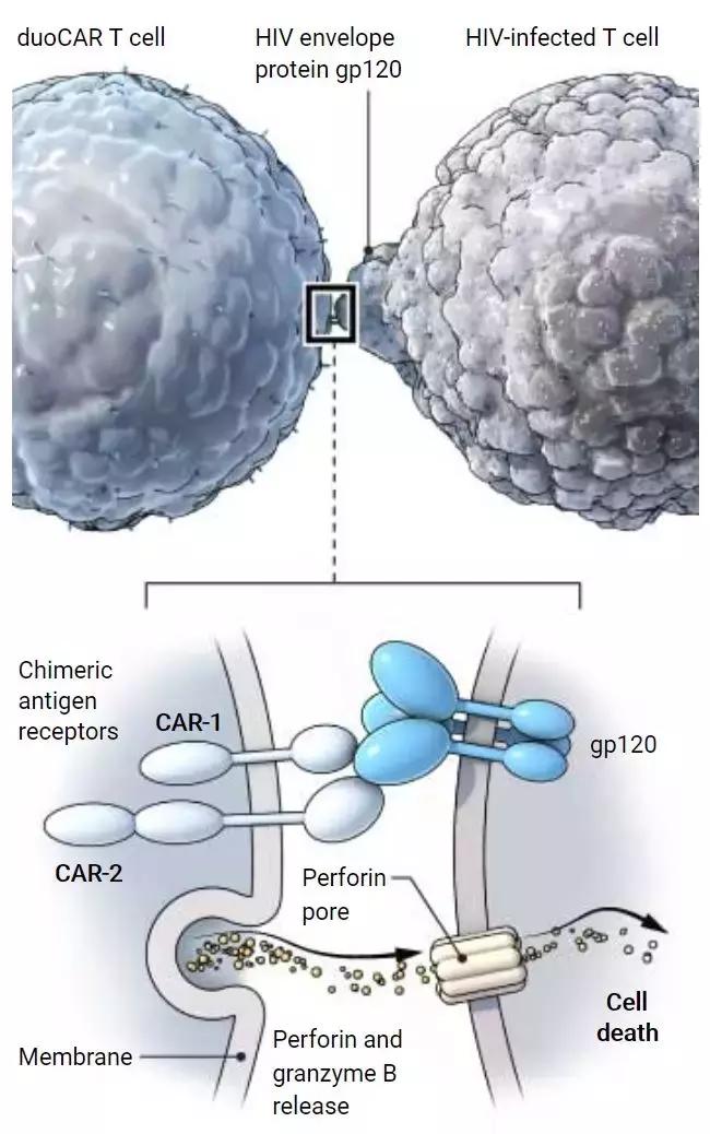 car-t攻克胃癌,car-t治疗hiv效果如何
