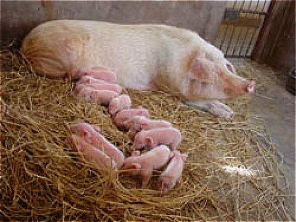 母猪产后为什么没有奶水？你知道根本原因在哪儿吗？
