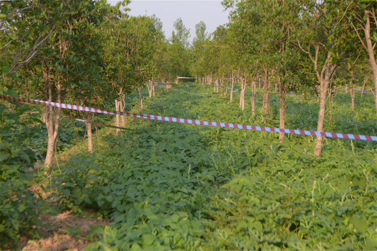 农作物被鸟破坏怎么办,除鸟害最有效方法
