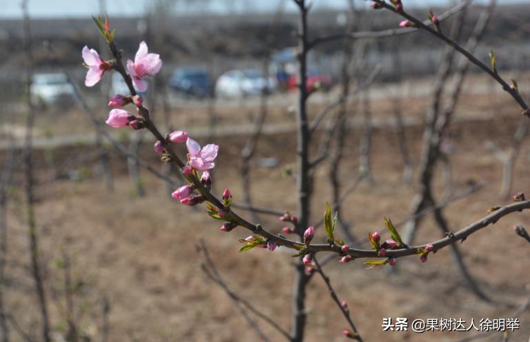 桃养人，可要种好桃，这些桃的特性要了解
