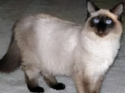 长着胡子的猫咪什么品种,有胡子的猫咪是哪种猫