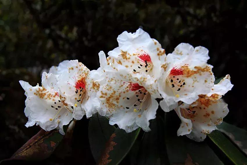 凉山最漂亮的花海,西昌赏花攻略