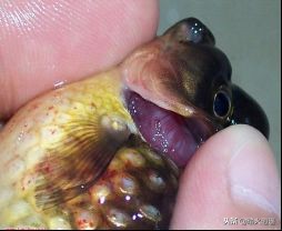 金鱼如何喂食需要注意什么,金鱼怎么喂食最快最好