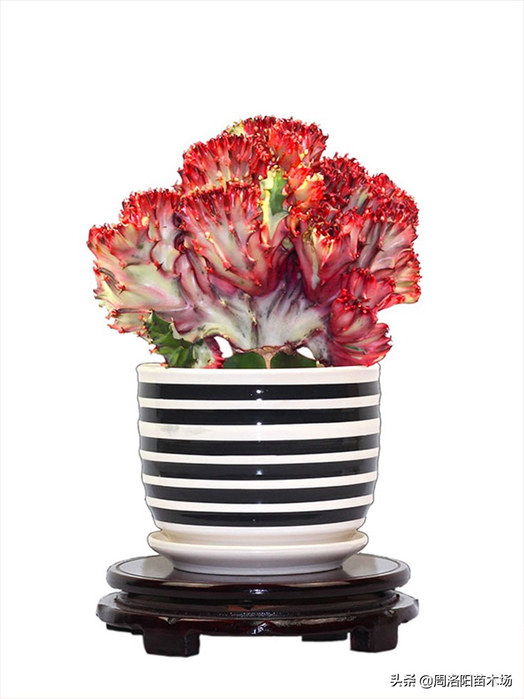 玉麒麟家庭养殖好不好,家中养玉麒麟什么意思