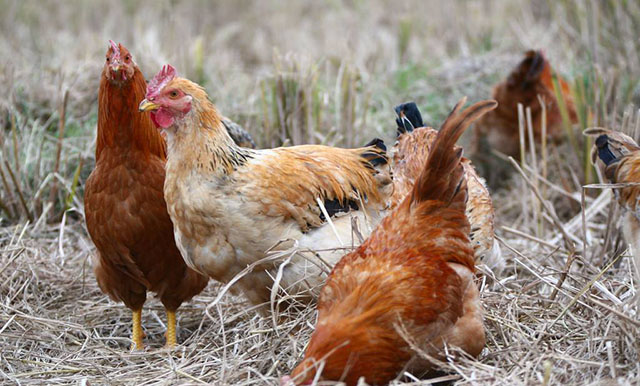 冬季蛋鸡为什么容易下沙皮蛋？掌握以下3点，养殖户轻松防范！